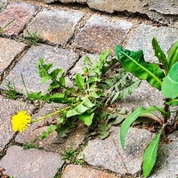 Ökologische Unkrautbekämpfung (© Adobe Stock-271160299 (Weed control in the city)) Profi Gebäudeservice Plauen - Ökologische Unkrautbekämpfung